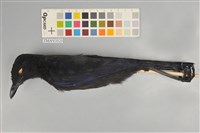 藏品(臺灣紫嘯鶇)的圖片